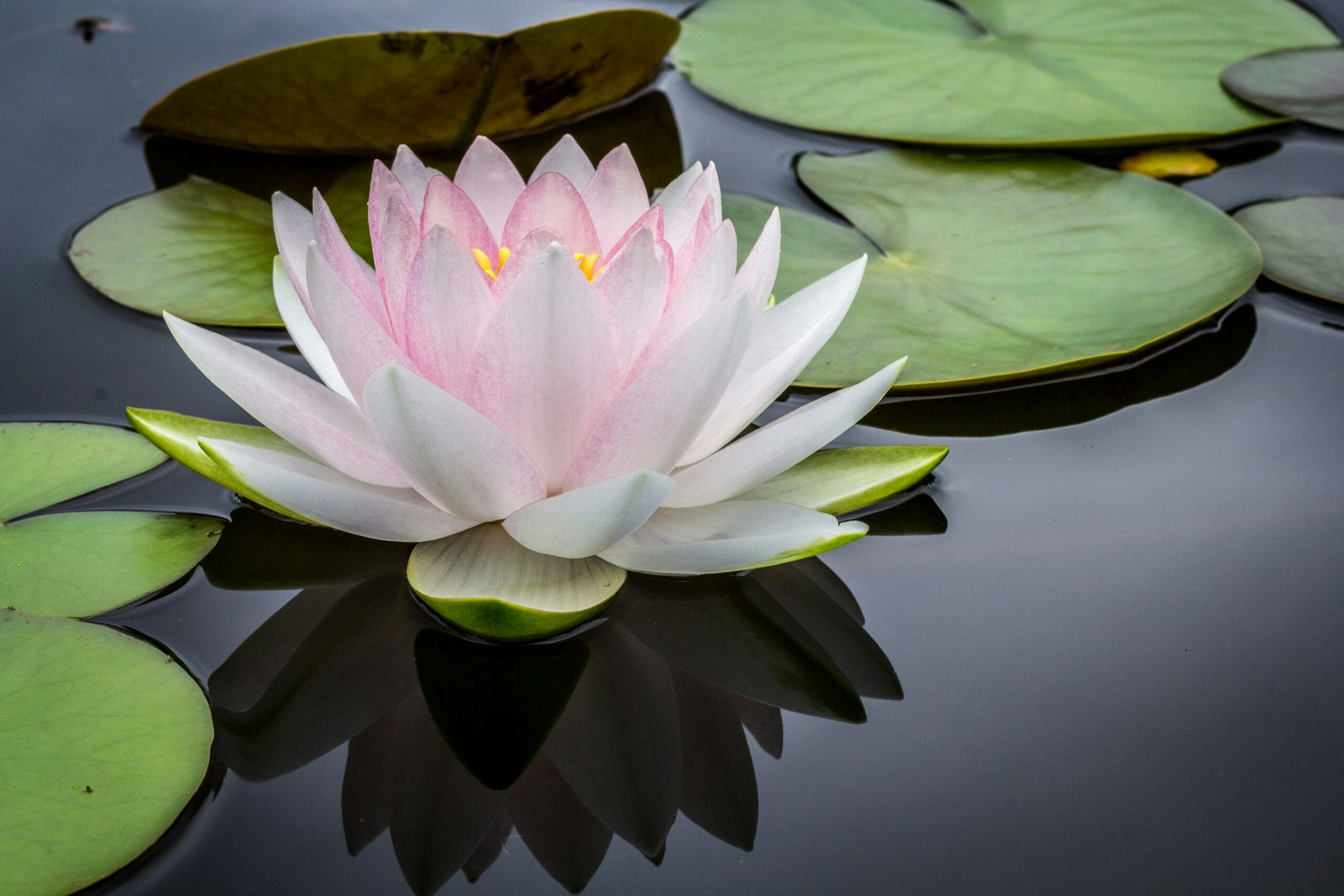 Pink water lily in a pond with leaves for meditation and mindfulness